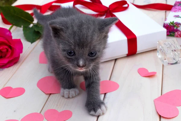 Den Svatého Valentýna Svatební Den Matky Den Koncept Kotě Dárkové — Stock fotografie