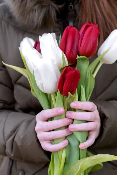 Bouquet of red and white tulips in female hands, spring, love.