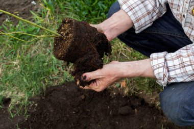 Çiftçi toprağa dikim ağaç. Fidan Dikim. 