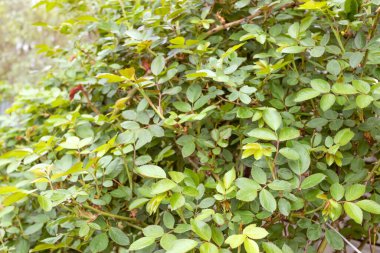 Yeşil yapraklı çalı gülleri. Çiçek açmadan önce gül.