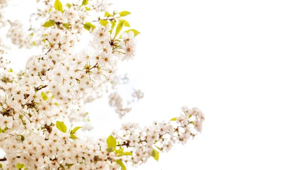 Voorjaarsbloeiende Kersenboom Tuin Achtergrond Macro Fotografie Fotografie — Stockfoto