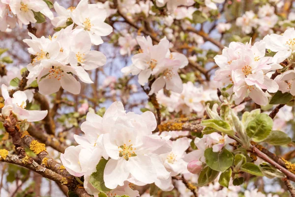 Primavera Árvore Maçã Com Flores Jardim Fundo Macro Tiro Fotografia — Fotografia de Stock