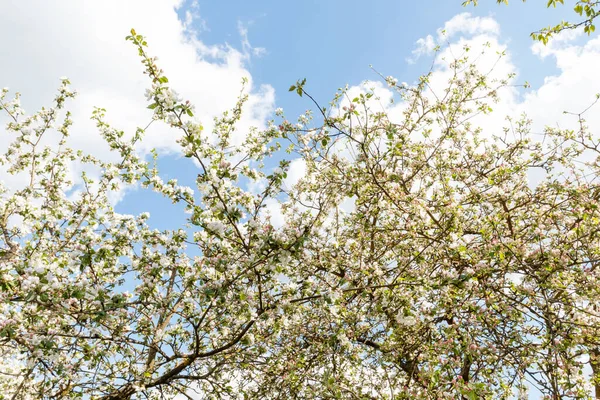 Primavera Árvore Maçã Com Flores Jardim Fundo Macro Tiro Fotografia — Fotografia de Stock