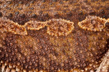 Beyaz arka plan üzerinde sakallı bir agama