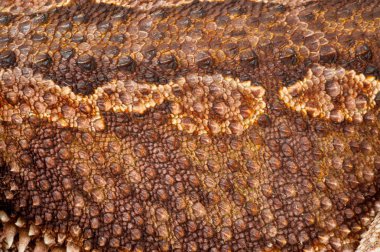 Beyaz arka plan üzerinde sakallı bir agama