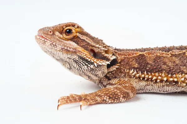 Un agama barbudo sobre el fondo blanco — Foto de Stock