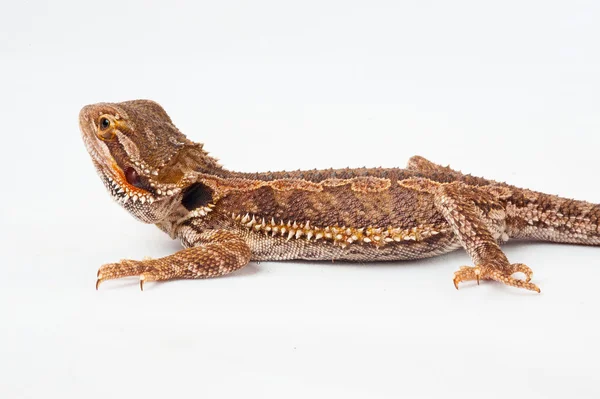 Un agama barbudo sobre el fondo blanco — Foto de Stock