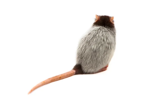 One Husky Rat on White Background — Stock Photo, Image