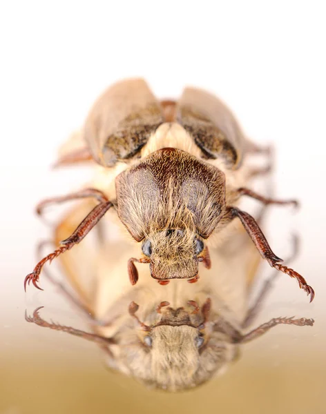 Pojedynczy dor chrząszcz — Zdjęcie stockowe