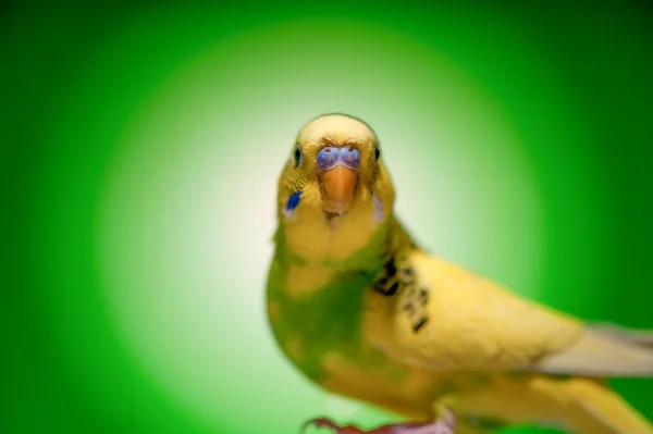한 앵무새 budgies — 스톡 사진