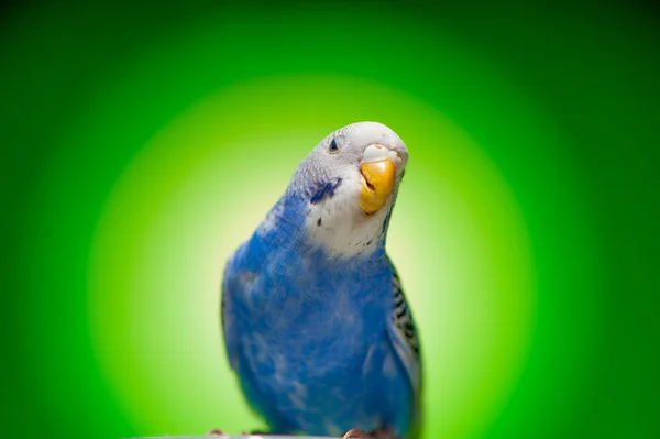 Один голубой попугай — стоковое фото