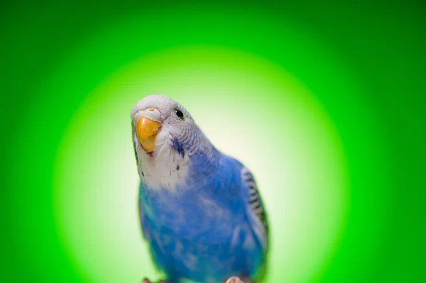 한 파란 앵무새 budgies — 스톡 사진