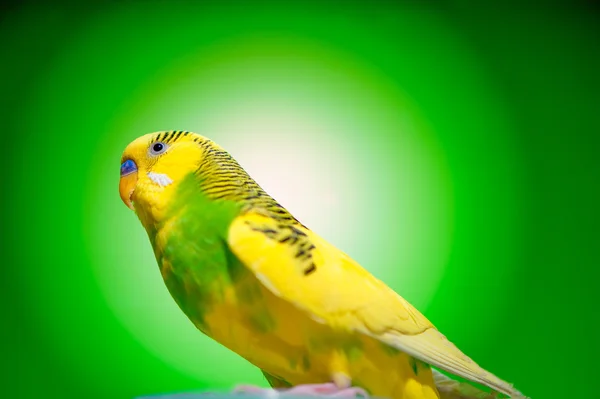 한 앵무새 budgies — 스톡 사진