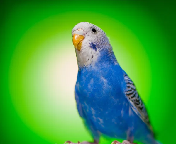 한 파란 앵무새 budgies — 스톡 사진