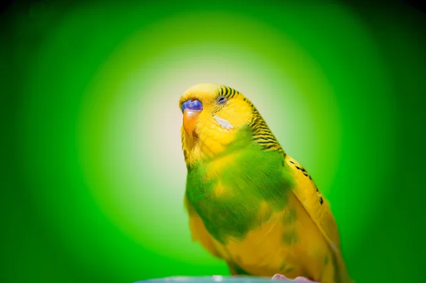 Jeden papugi papużki — Zdjęcie stockowe
