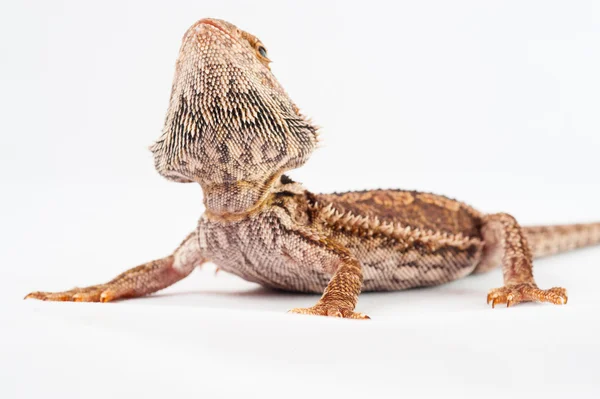 Één agama baard op de witte achtergrond — Stockfoto