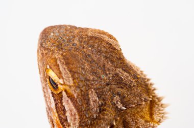 Beyaz arka plan üzerinde sakallı bir agama