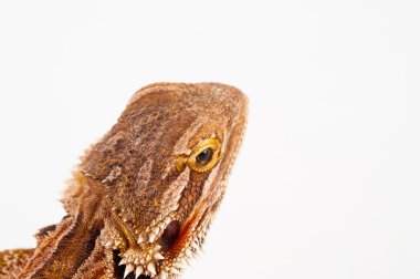 Beyaz arka plan üzerinde sakallı bir agama