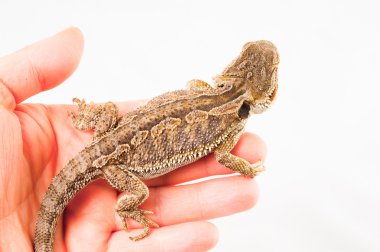 Beyaz arka plan üzerinde sakallı bir agama