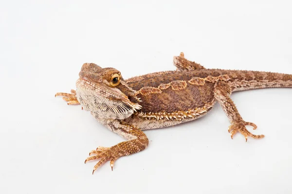 Un agama barbuto sullo sfondo bianco — Foto Stock