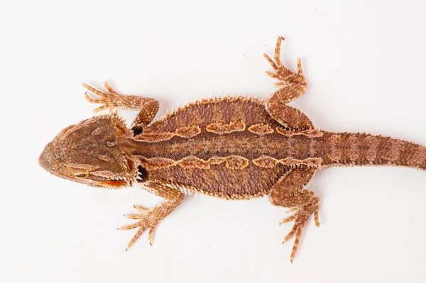 Un agama barbuto sullo sfondo bianco — Foto Stock