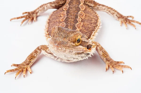 Un agama barbudo sobre el fondo blanco — Foto de Stock