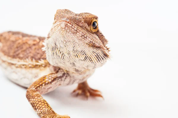 Ein bärtiger Agama auf weißem Hintergrund — Stockfoto