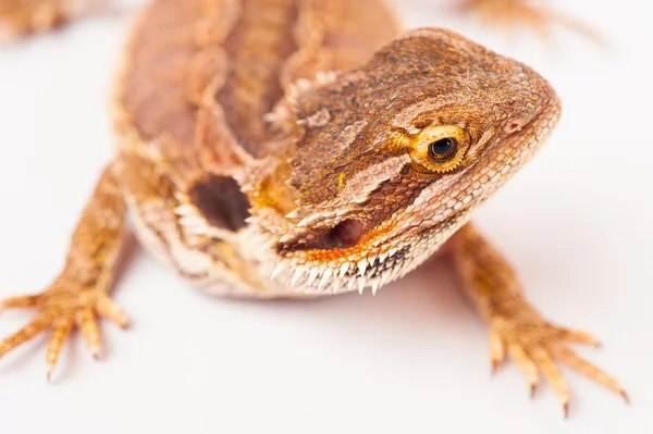 Un agama barbudo sobre el fondo blanco — Foto de Stock