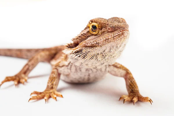 Ein bärtiger Agama auf weißem Hintergrund — Stockfoto