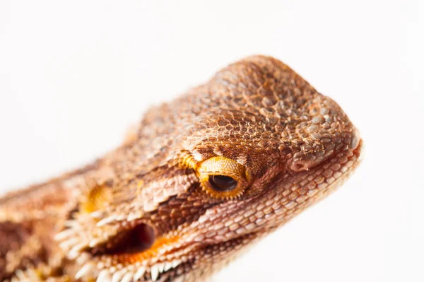 Één agama baard op de witte achtergrond — Stockfoto