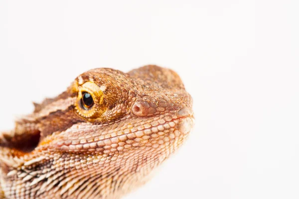 Één agama baard op de witte achtergrond — Stockfoto