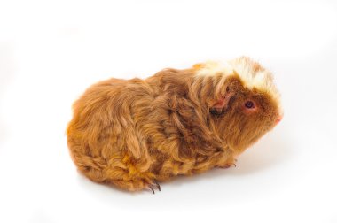 Tek eskiden şiling şimdi domuz Merinos beyaz arka plan üzerinde