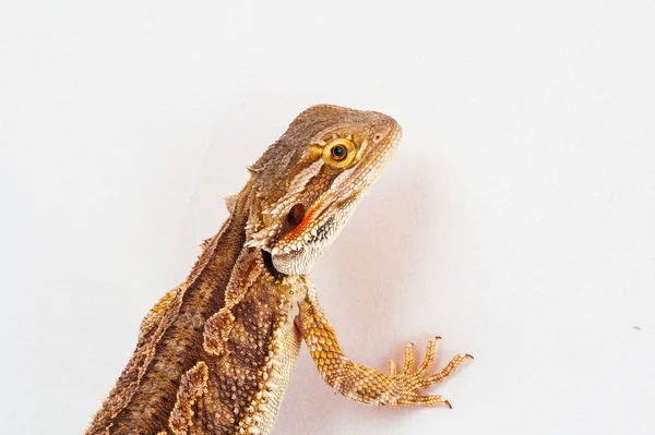 Één agama baard op de witte achtergrond — Stockfoto