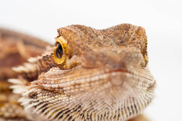 Un agama barbudo sobre el fondo blanco — Foto de Stock