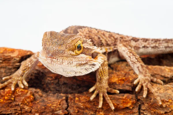 Un agama barbudo sobre el fondo blanco — Foto de Stock