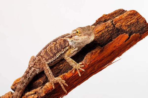 Ein bärtiger Agama auf weißem Hintergrund — Stockfoto