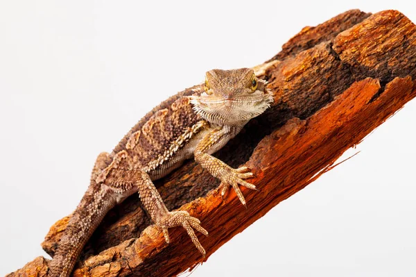 Ein bärtiger Agama auf weißem Hintergrund — Stockfoto