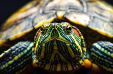 siyah arka plan üzerine izole bir gölet kaymak