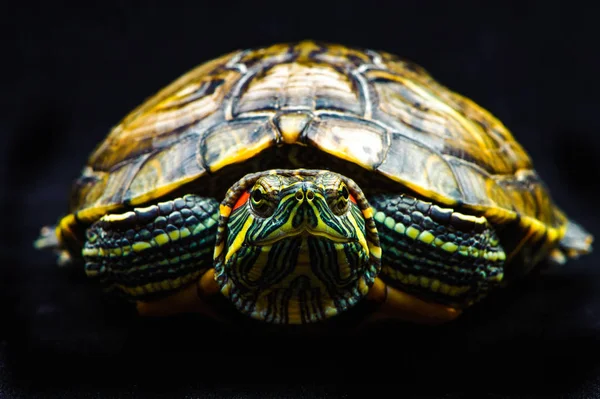 Een vijver schuifregelaar geïsoleerd op de zwarte achtergrond — Stockfoto