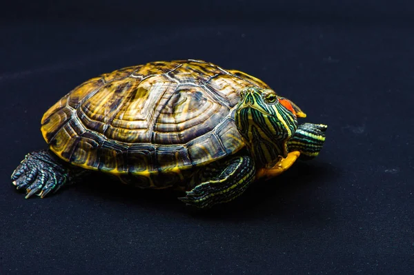 One Pond slider isolated on the black background — Stock Photo, Image