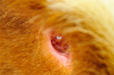 Tek eskiden şiling şimdi domuz Merinos beyaz arka plan üzerinde