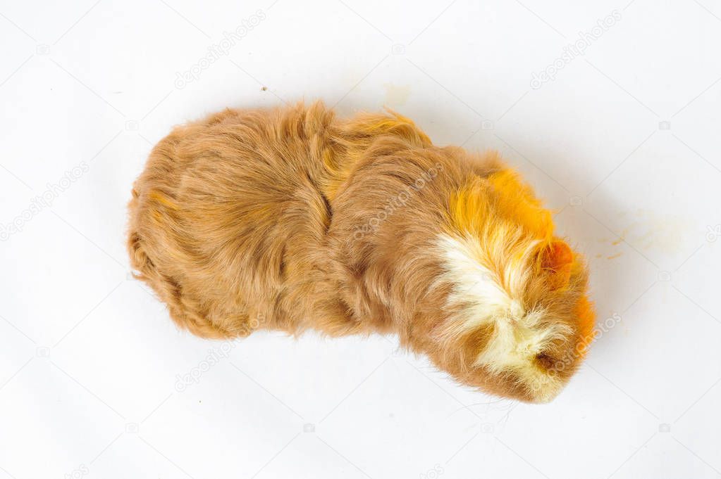 single guinea pig merino on white background