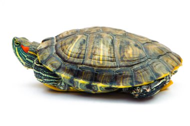 Beyaz arka plan üzerinde izole bir gölet kaymak