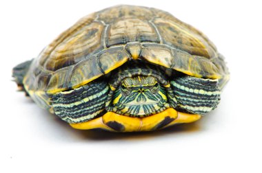 Beyaz arka plan üzerinde izole bir gölet kaymak