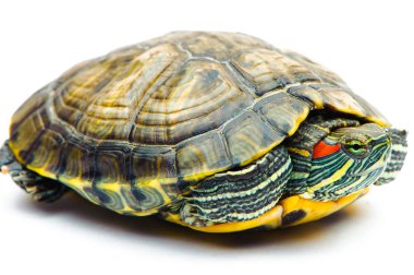 Beyaz arka plan üzerinde izole bir gölet kaymak