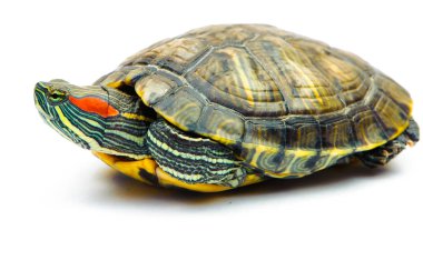 Beyaz arka plan üzerinde izole bir gölet kaymak