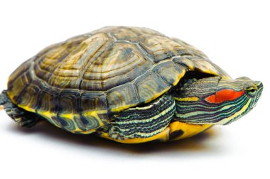 Beyaz arka plan üzerinde izole bir gölet kaymak