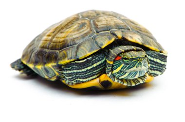 Beyaz arka plan üzerinde izole bir gölet kaymak