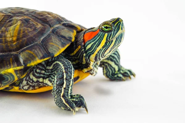 One Pond slider isolated on the white background — Stock Photo, Image