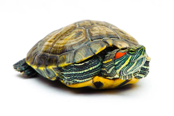 Beyaz arka plan üzerinde izole bir gölet kaymak